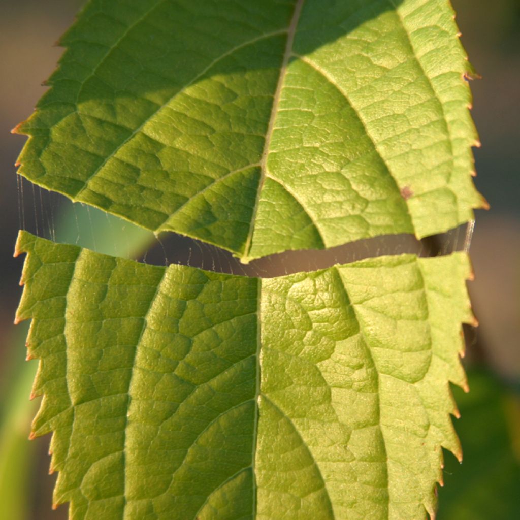 Eucommia ulmoides - Arbre à gutta-percha