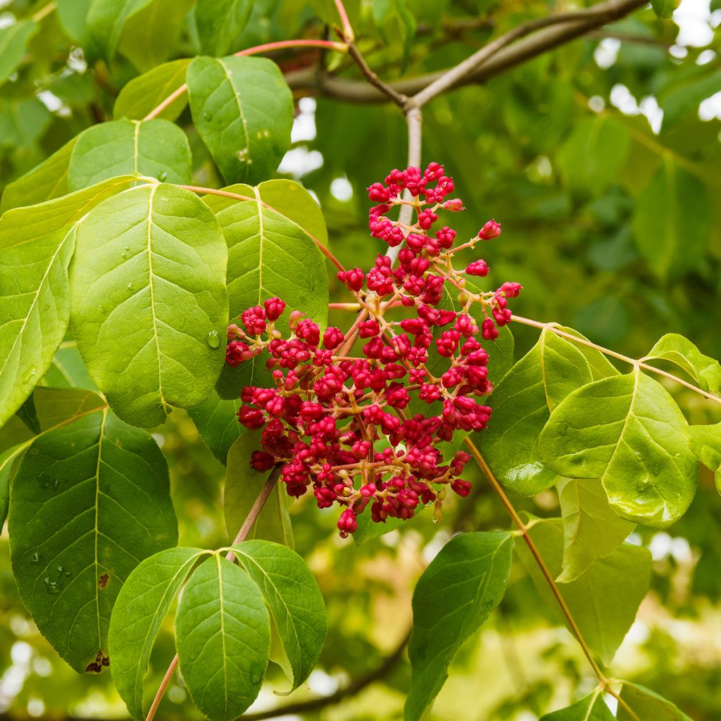 Tetradium daniellii - Árbol de las abejas