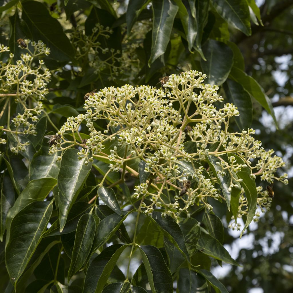 Tetradium daniellii - Árbol de las abejas