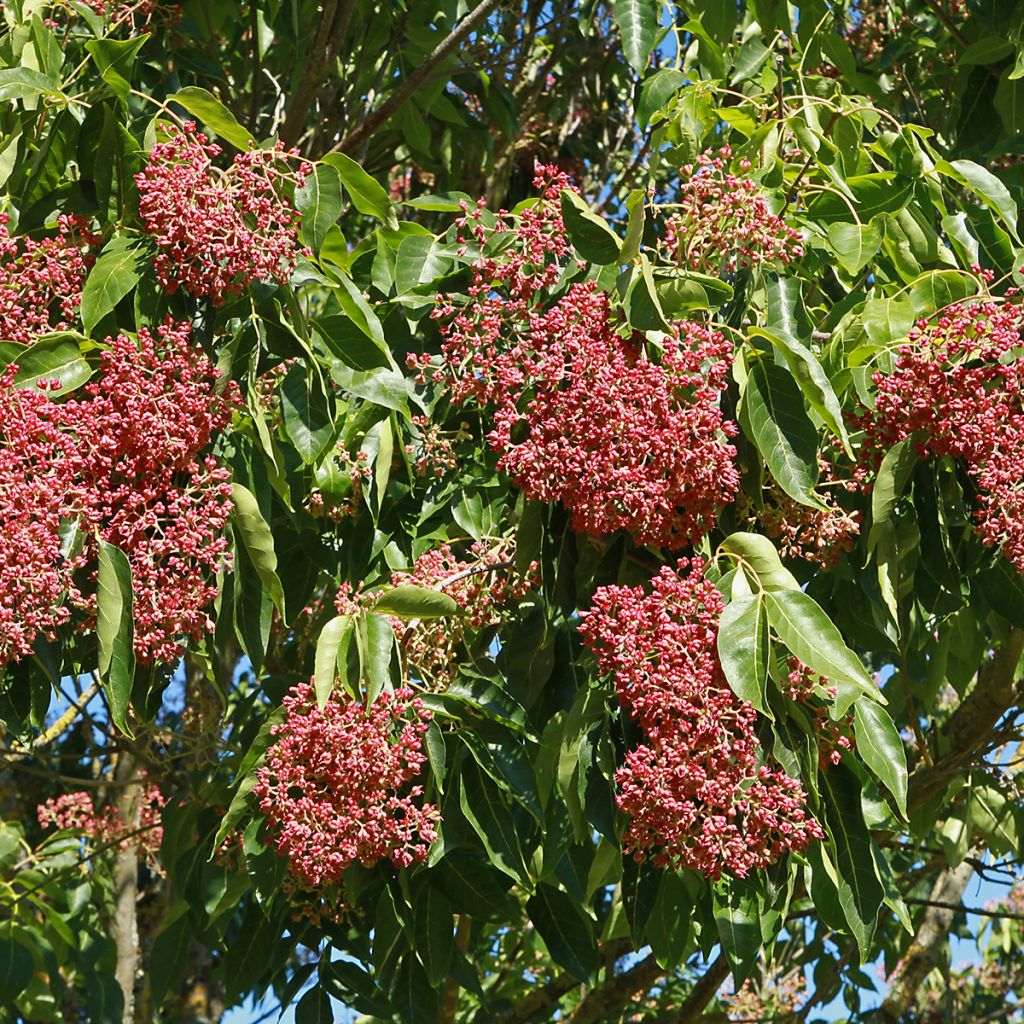 Tetradium daniellii - Árbol de las abejas