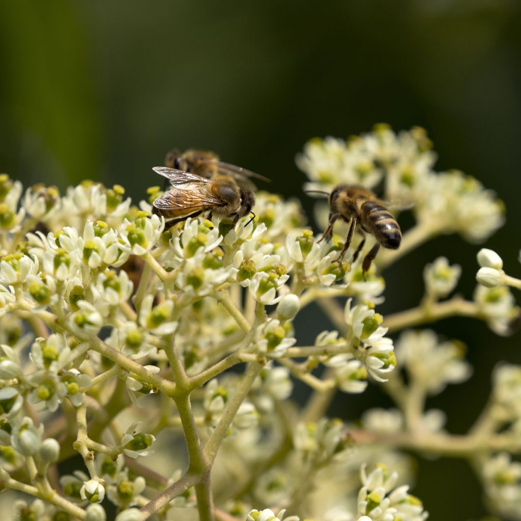 Tetradium daniellii - Árbol de las abejas