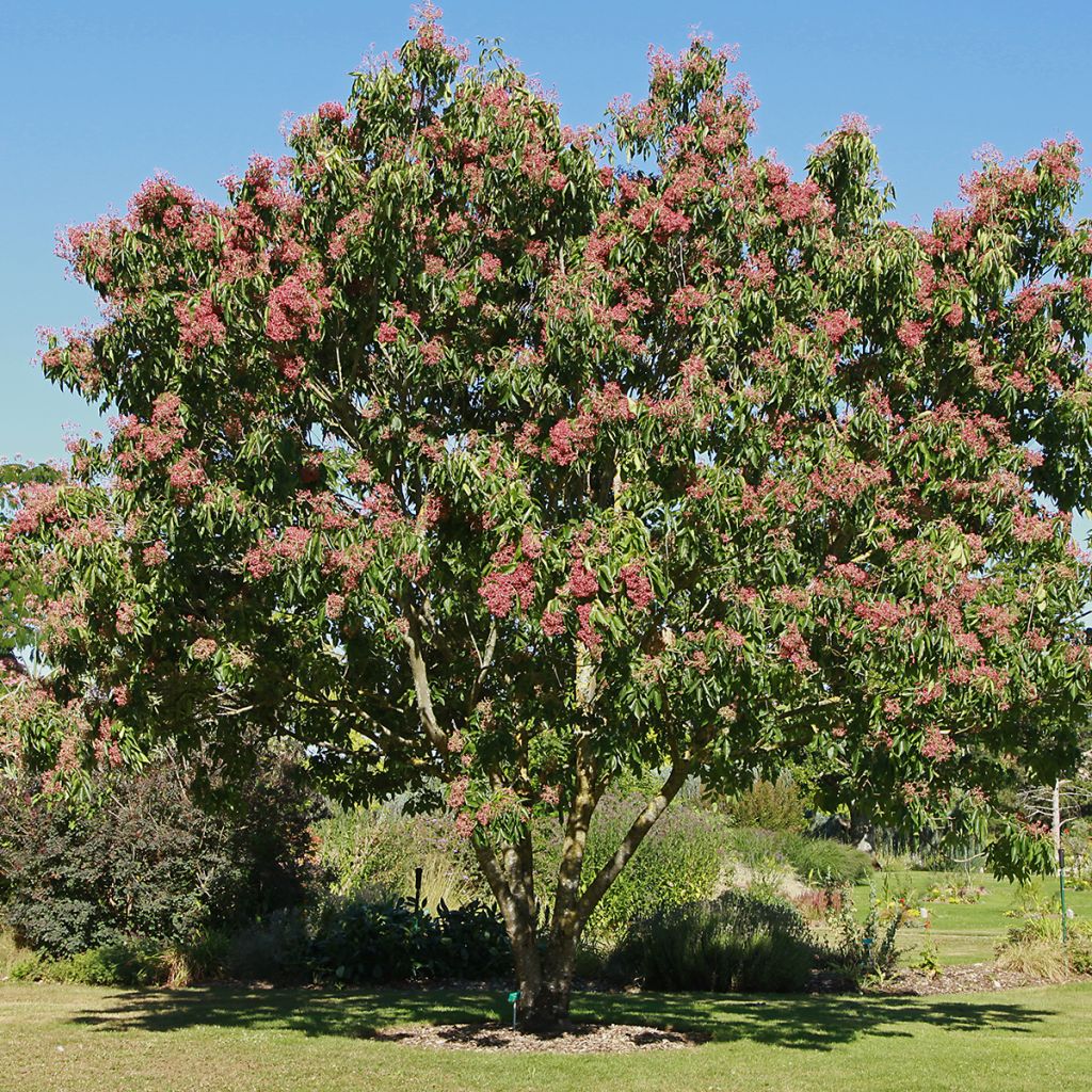 Tetradium daniellii - Árbol de las abejas