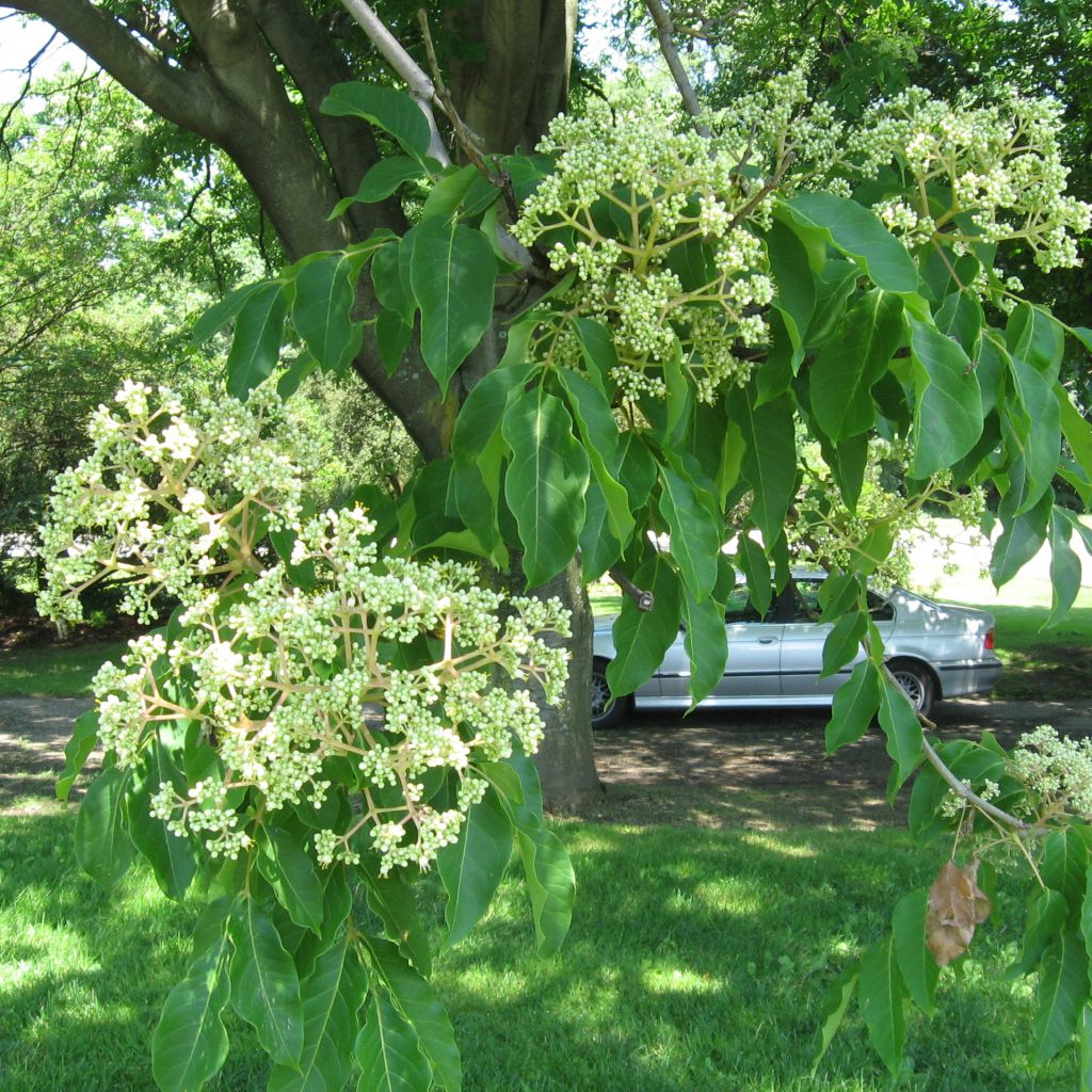 Tetradium daniellii - Árbol de las abejas