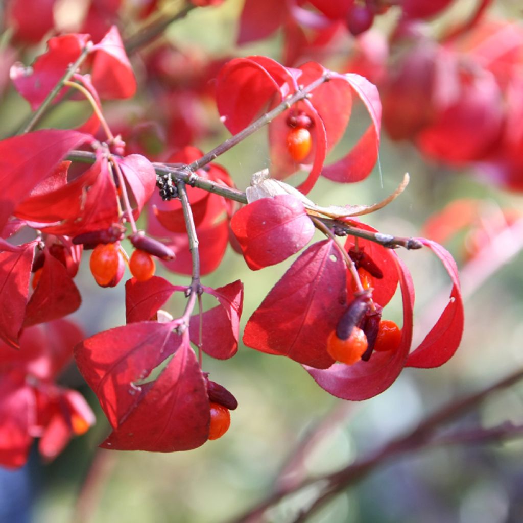 Euonymus alatus Compactus - Evónimo alado