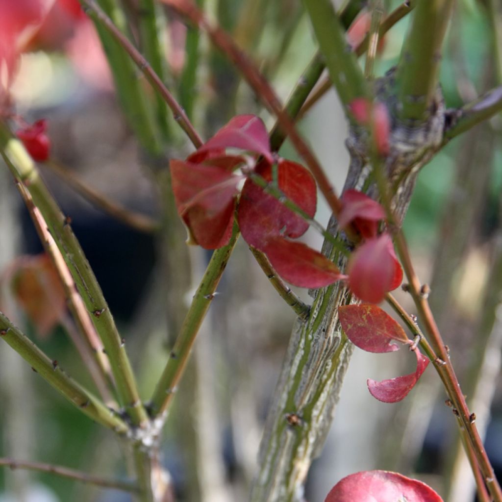 Euonymus alatus Compactus - Evónimo alado