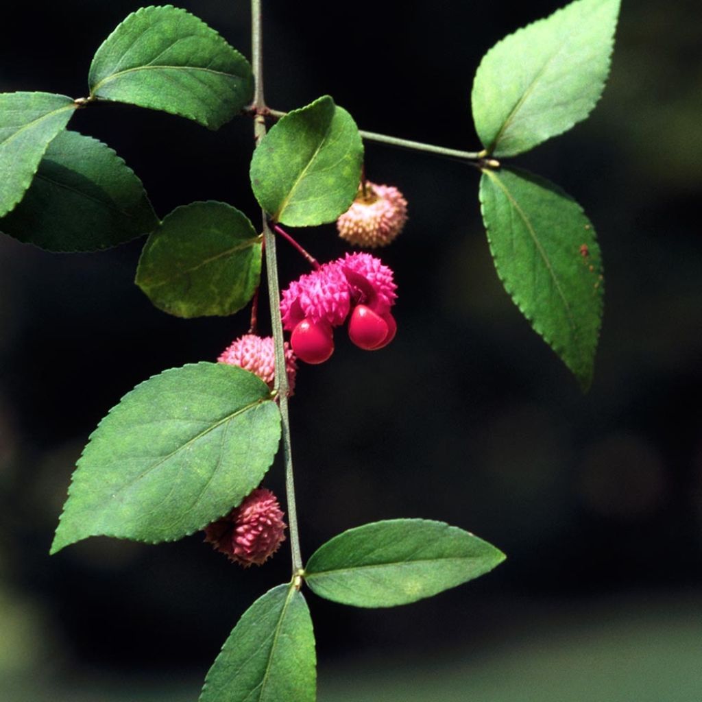 Euonymus americanus - Fusain américain