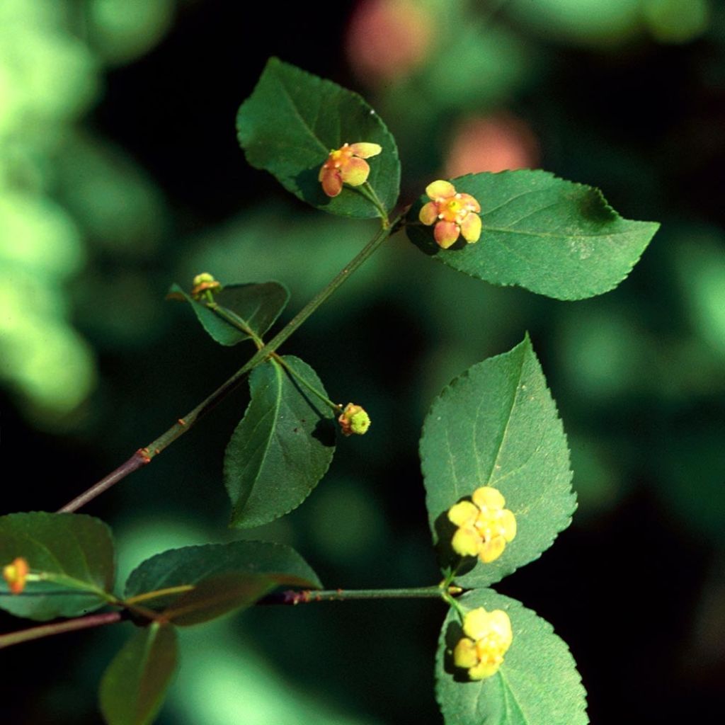 Euonymus americanus - Fusain américain