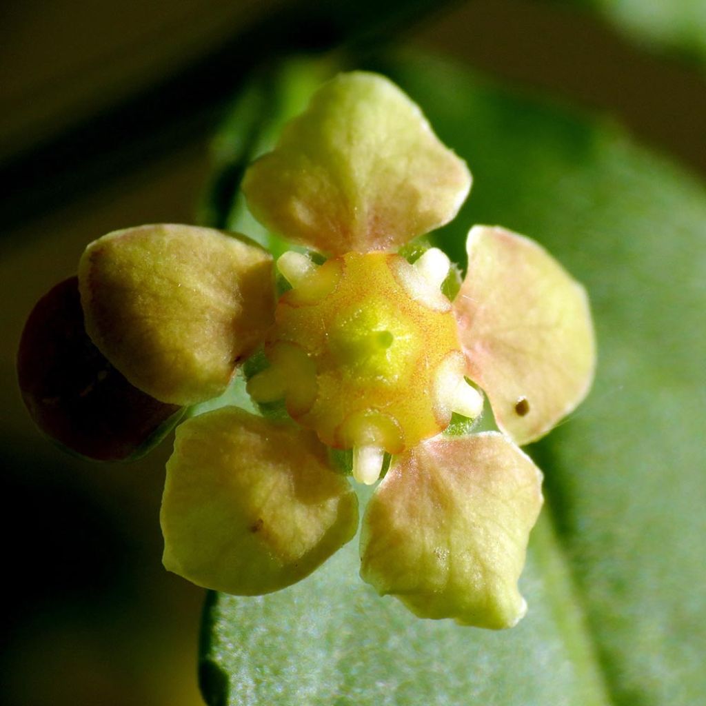 Euonymus americanus - Fusain américain