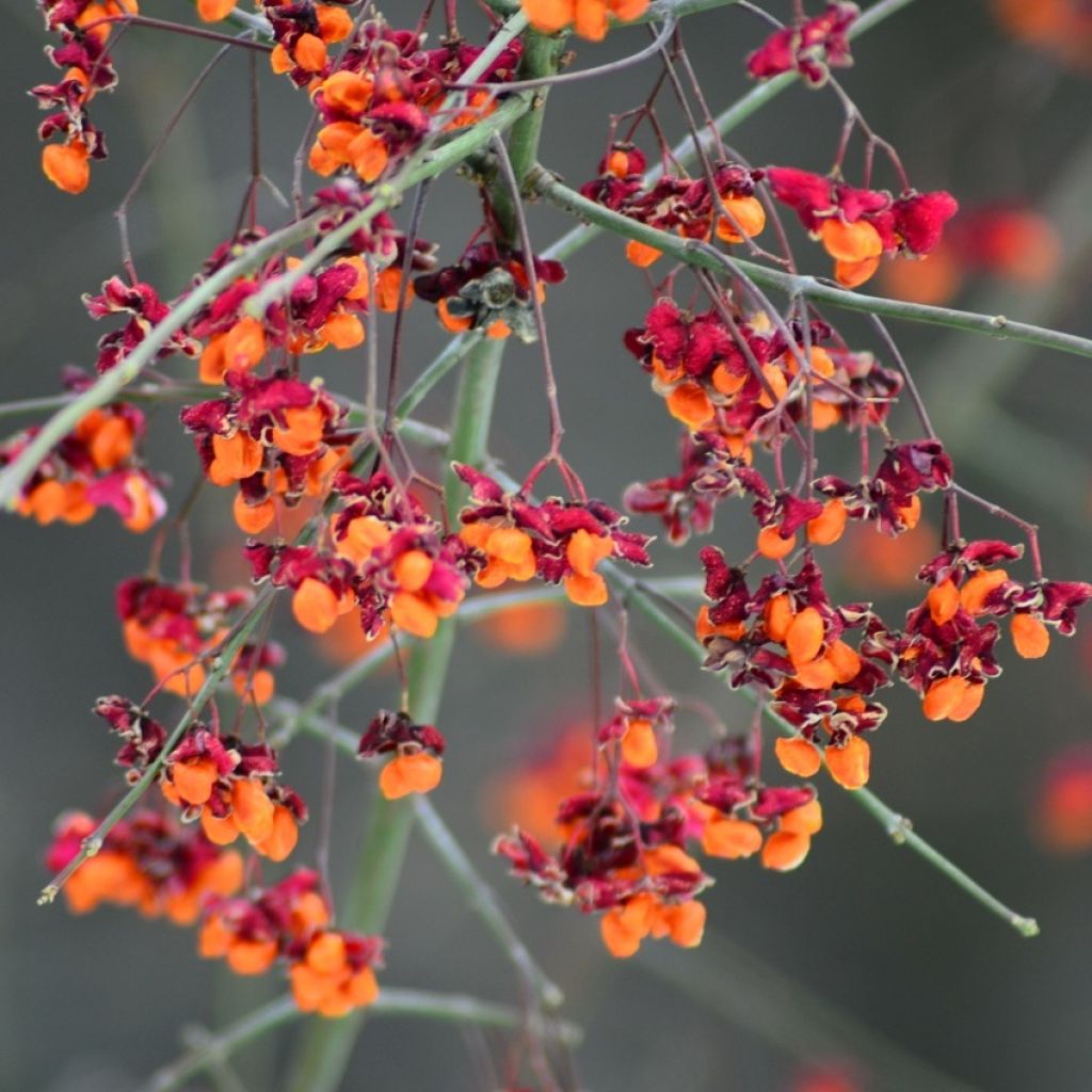 Euonymus europaeus, Fusain d'Europe