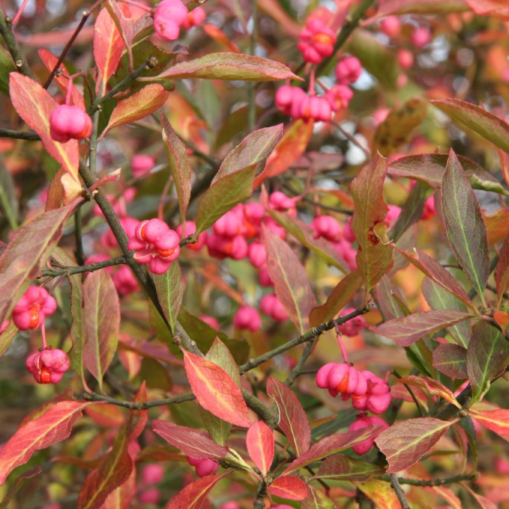 Euonymus europaeus - Boj