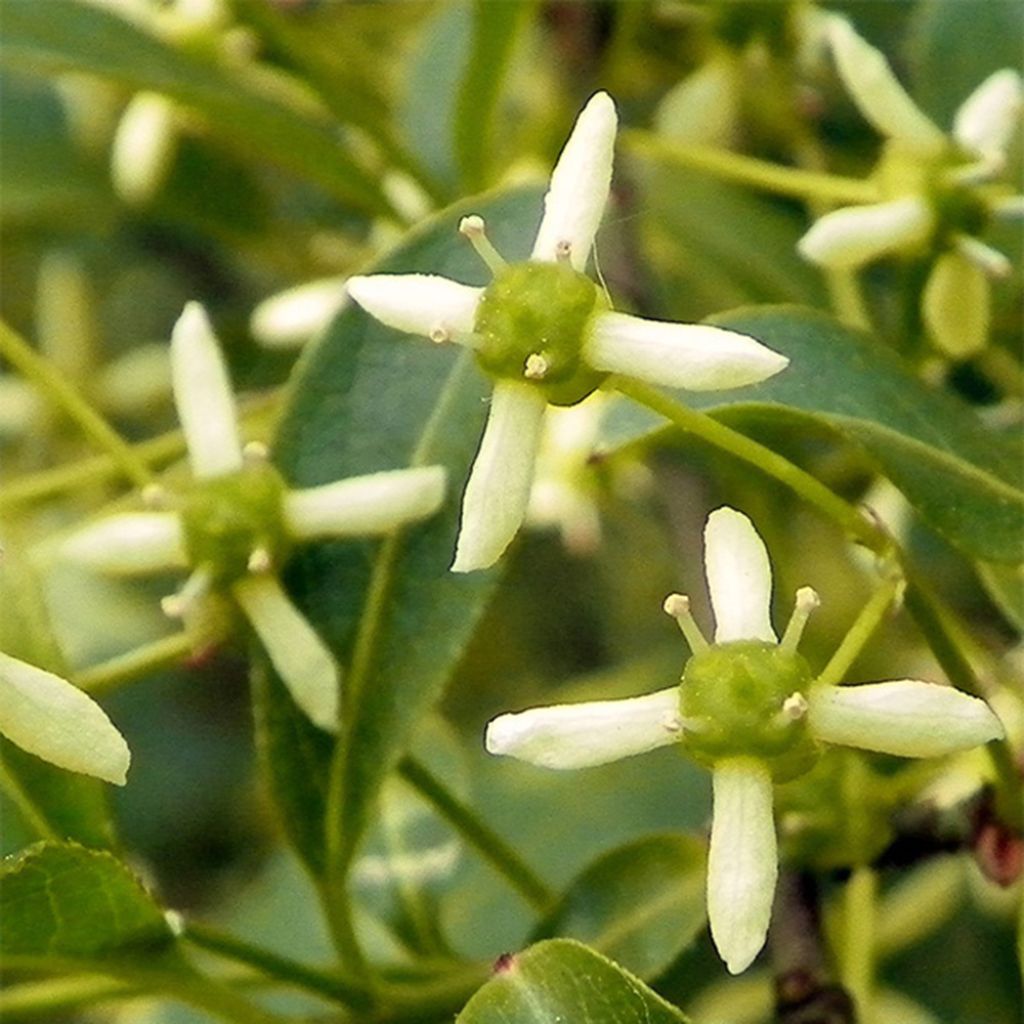 Euonymus europaeus - Boj