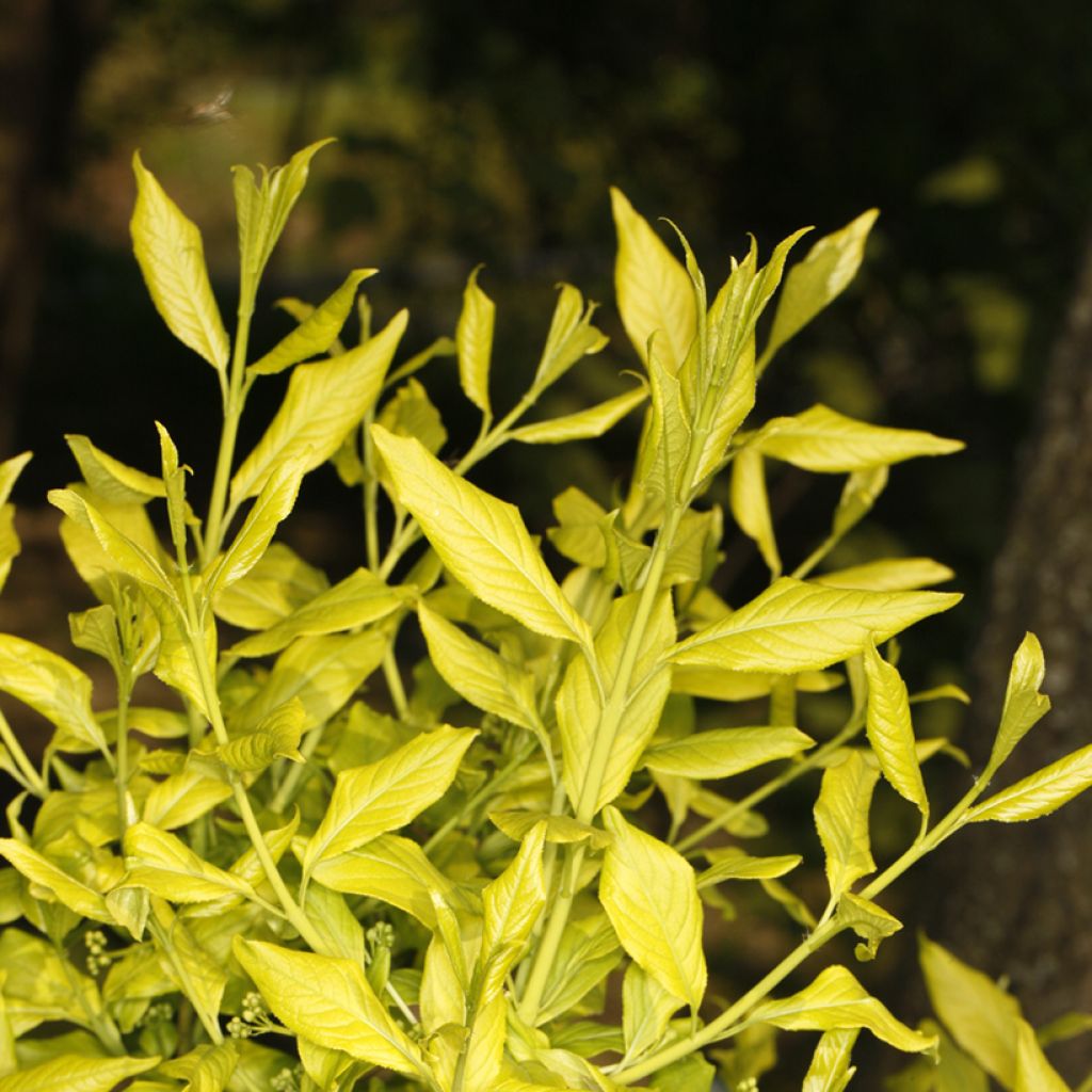 Euonymus europaeus Chrysophyllus - Boj