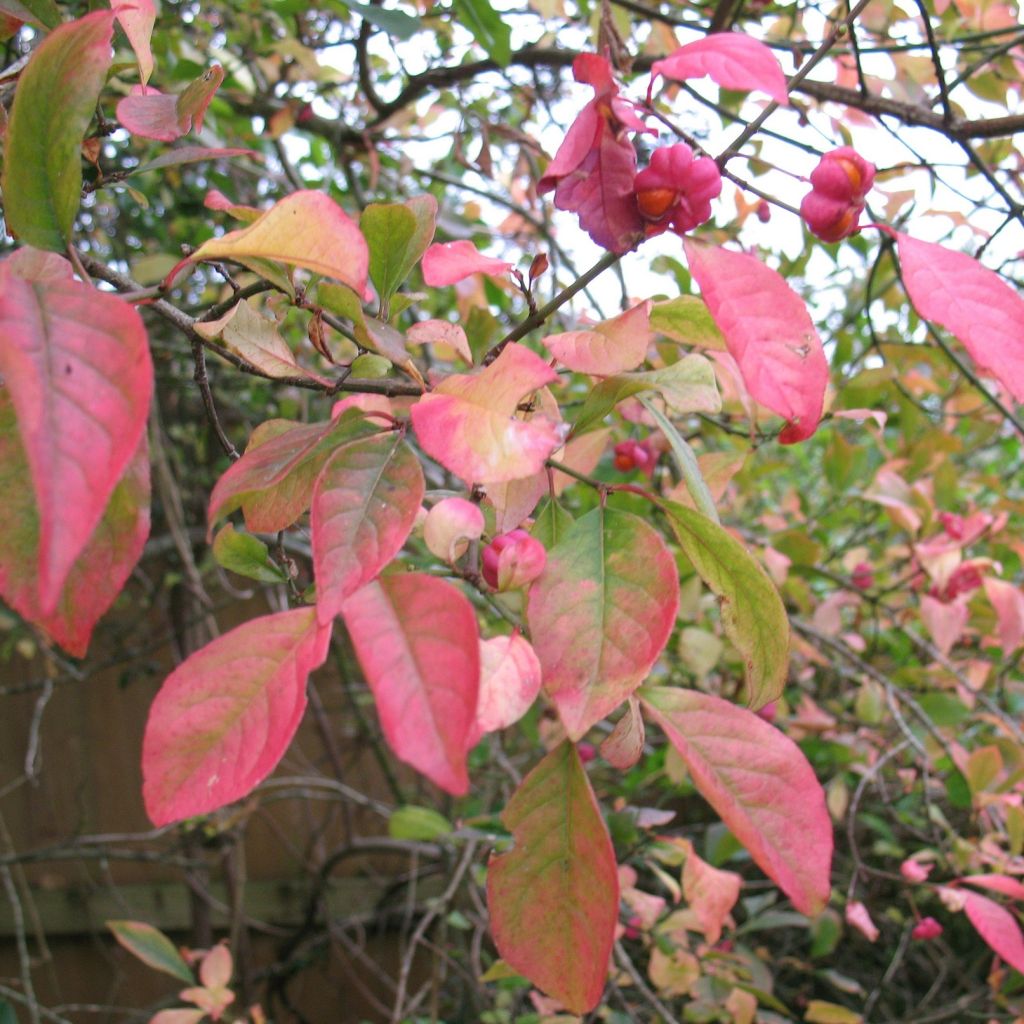 Euonymus europaeus Red Cascade - Fusain d'Europe