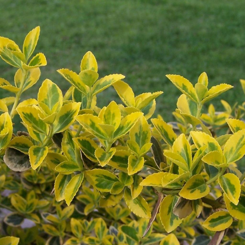 Euonymus fortunei Emerald n gold, Fusain