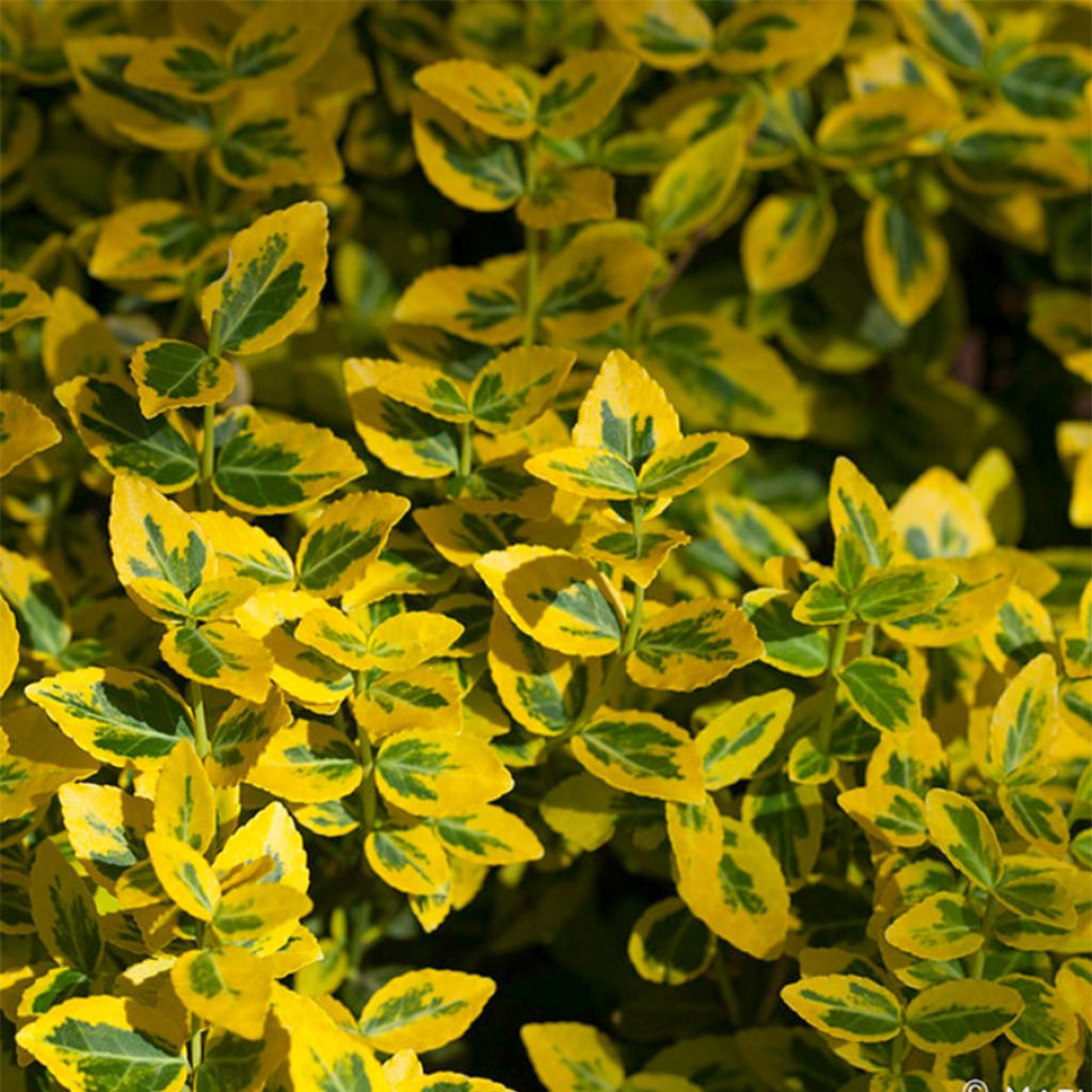 Euonymus fortunei Emerald n gold, Fusain