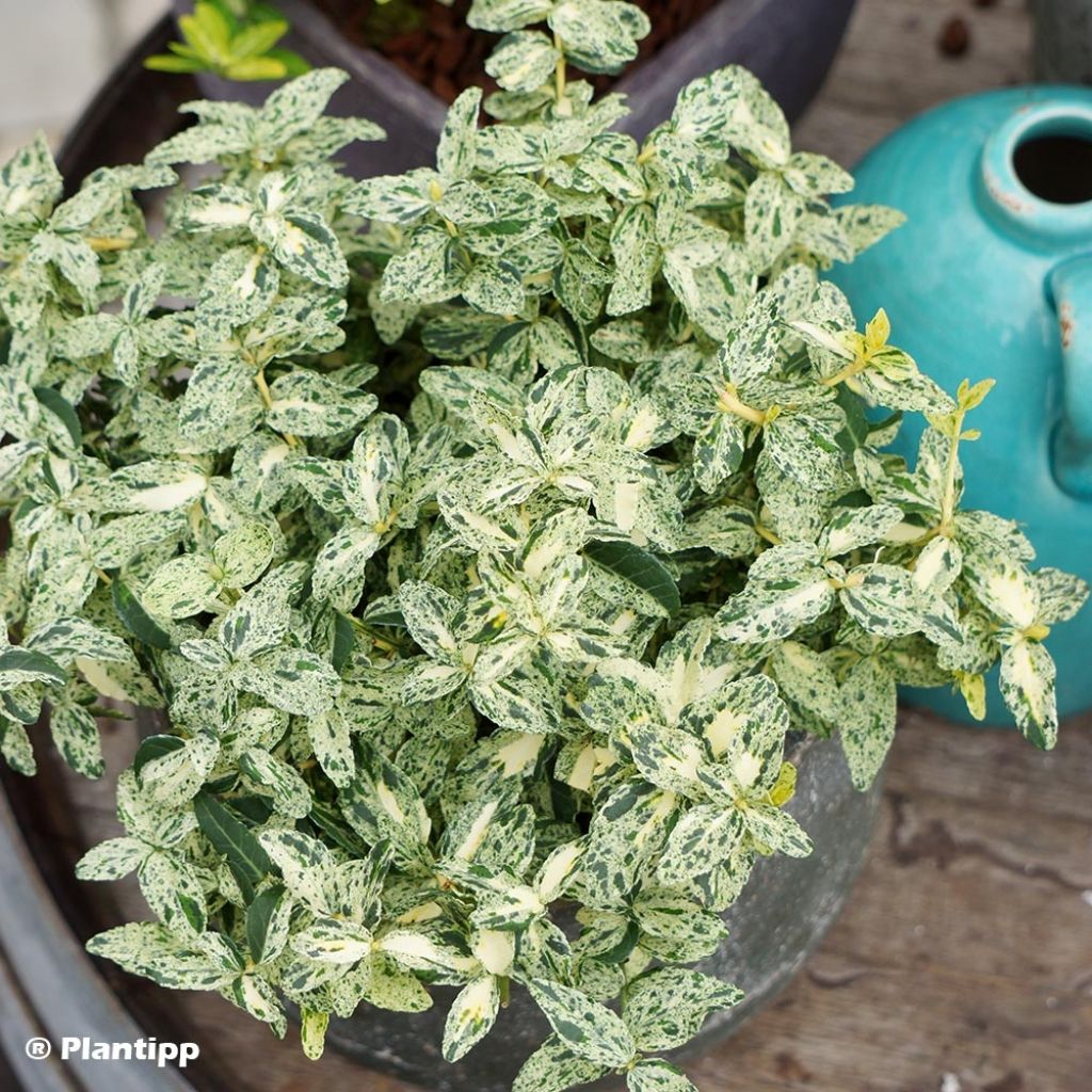 Euonymus fortunei Golden Harlequin - Fusain nain persistant