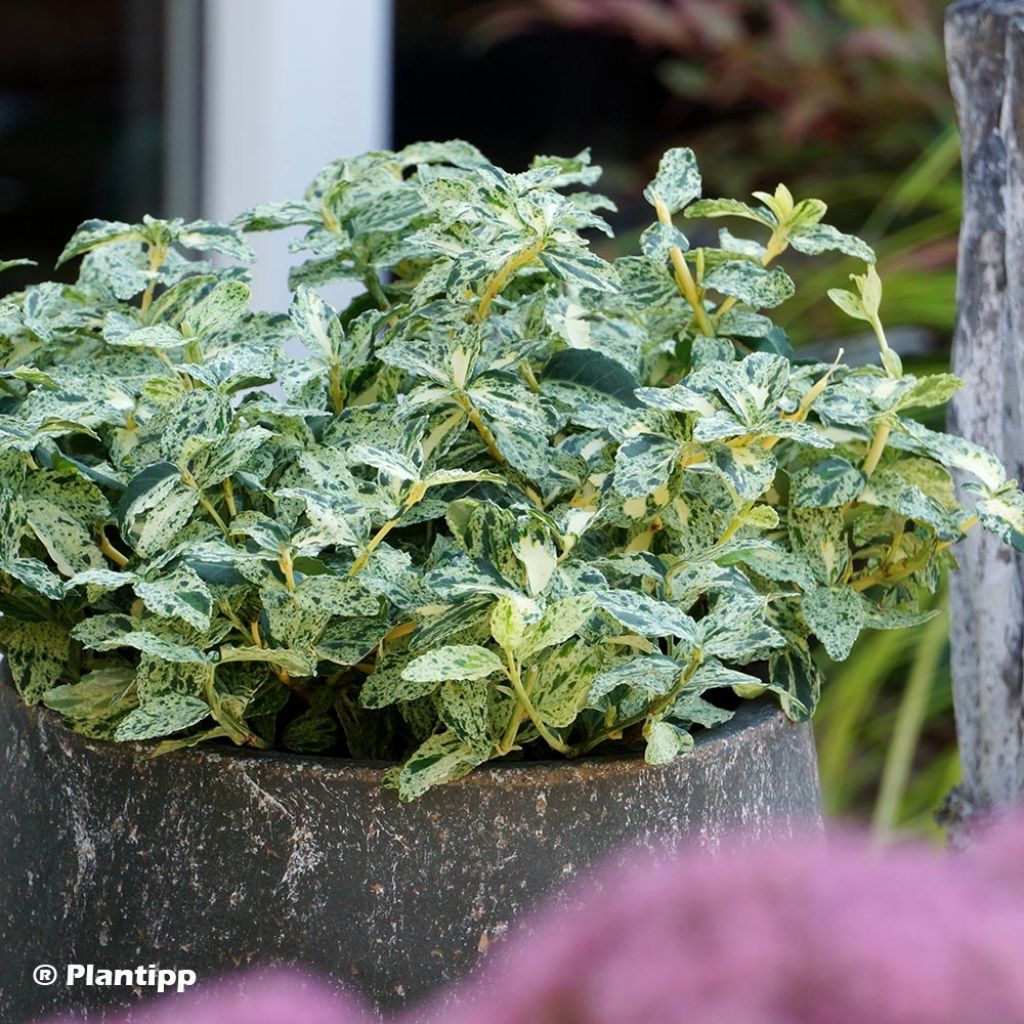 Euonymus fortunei Golden Harlequin - Fusain nain persistant