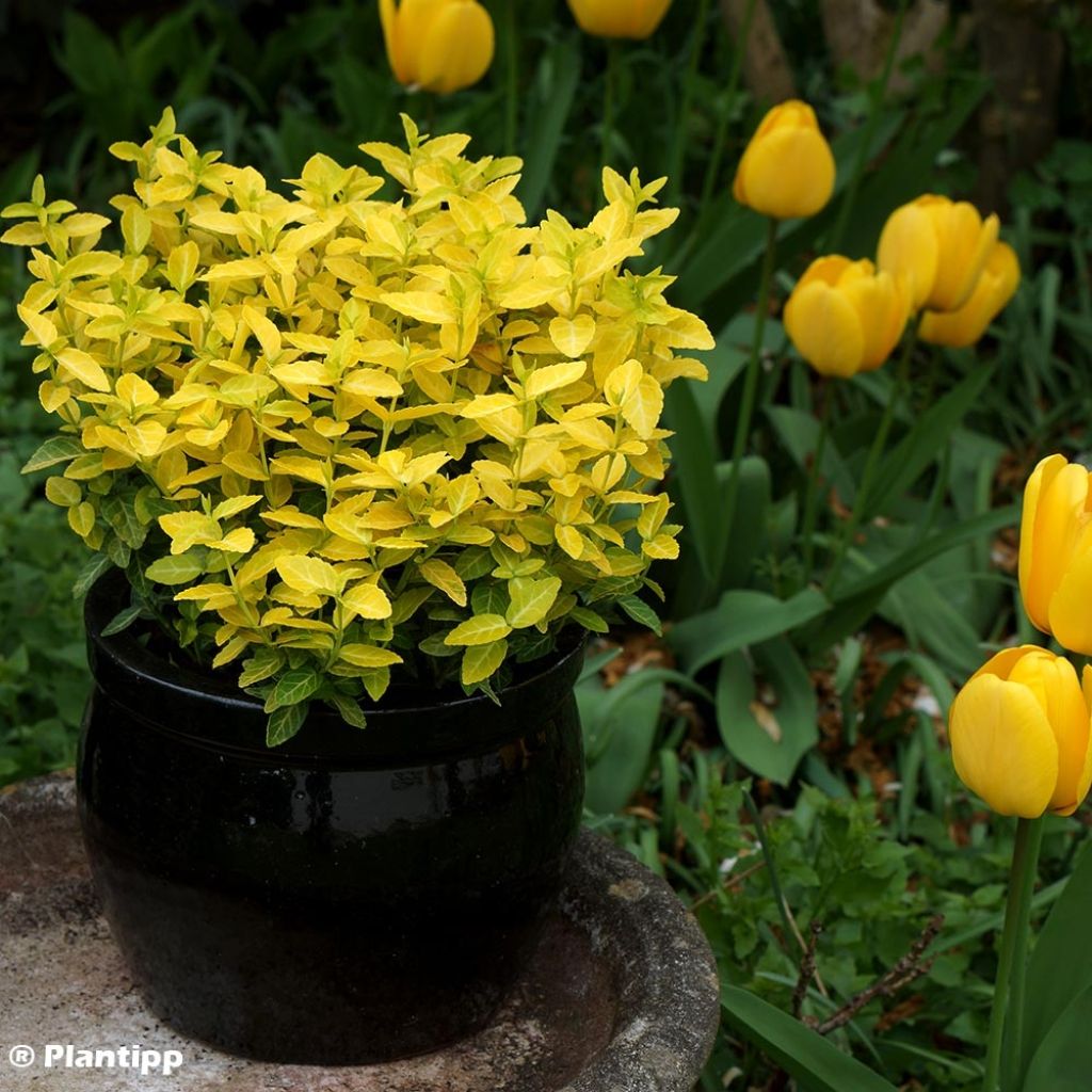 Euonymus fortunei Goldy - Fusain persistant