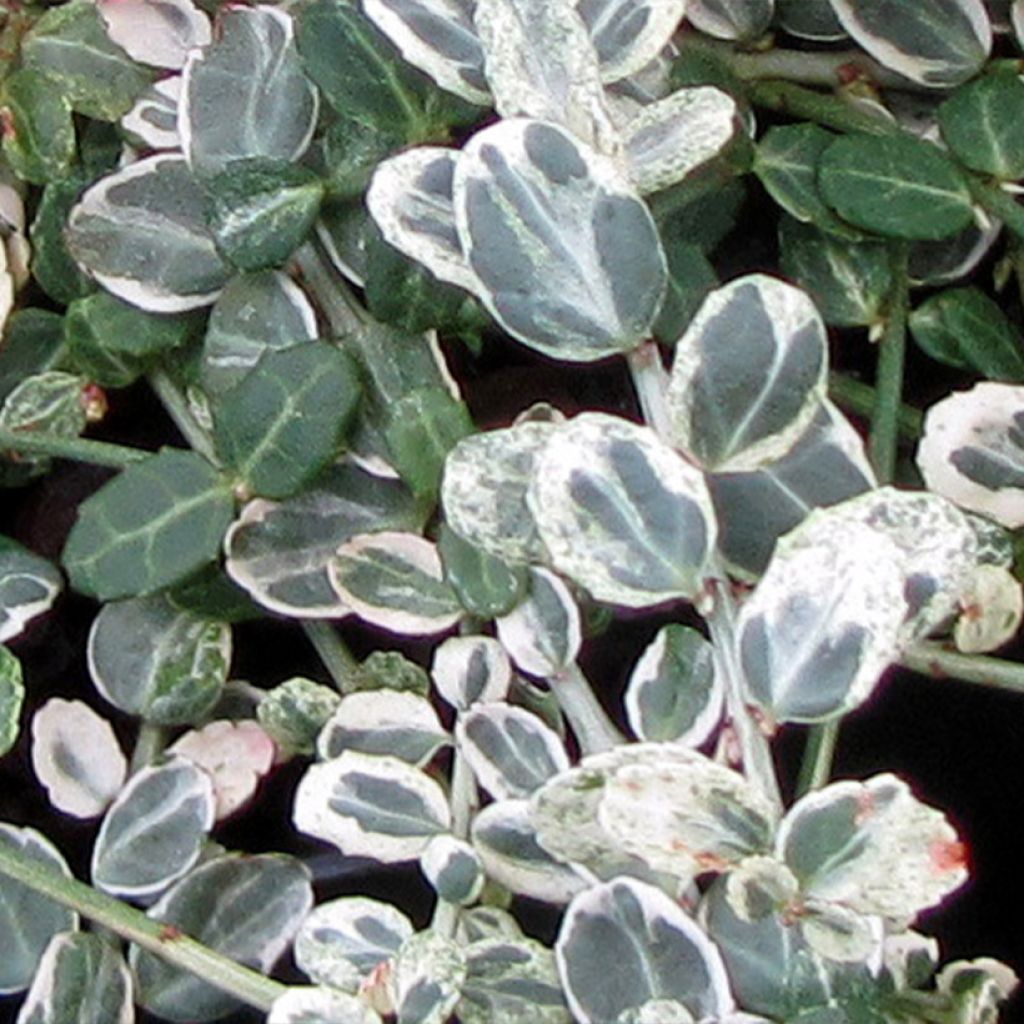 Euonymus fortunei Silver Carpet - Fusain persistant