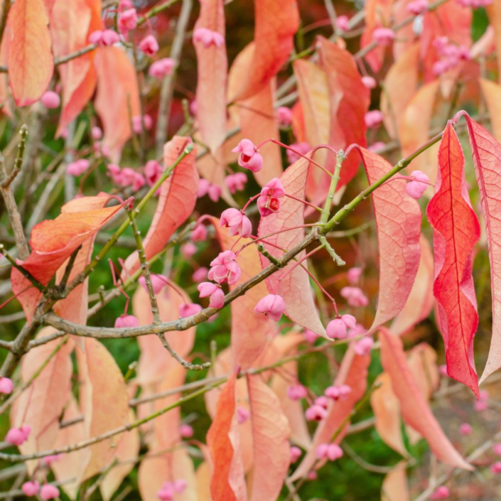 Euonymus maackii - Evónimo