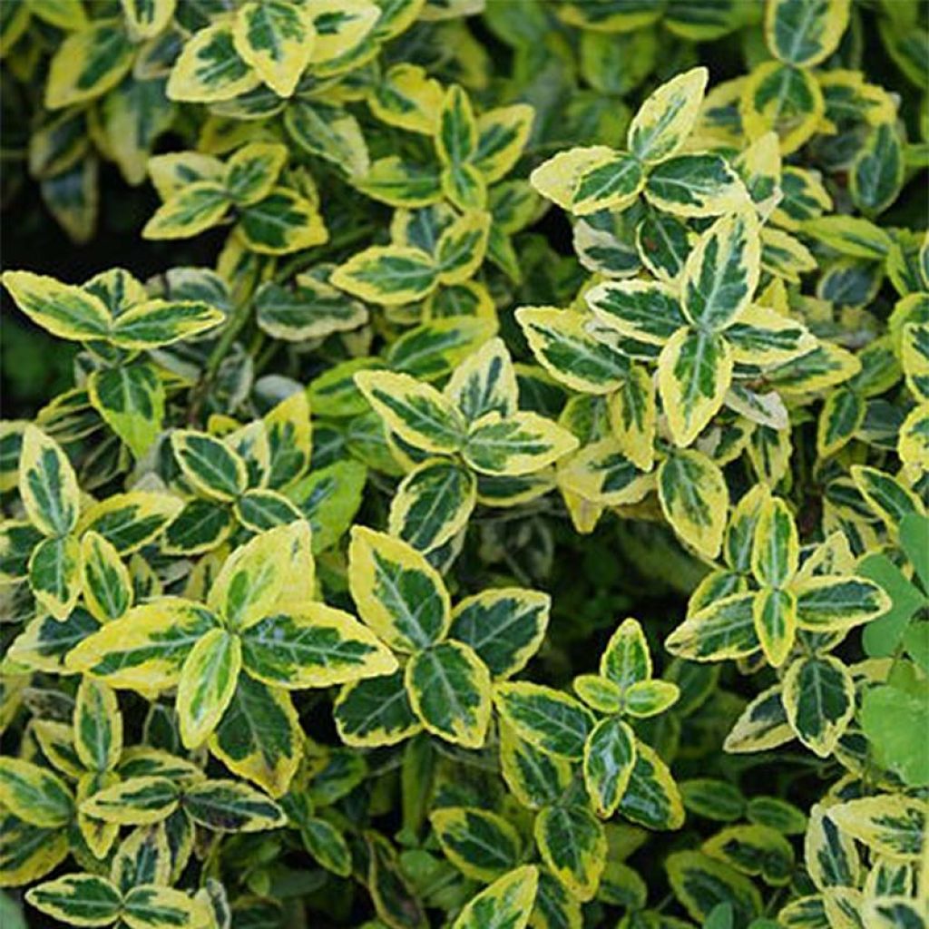 Evónimo - Euonymus japonicus