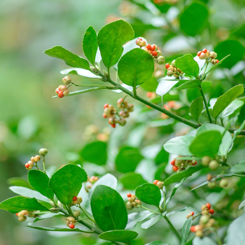 Euonymus japonicus - Fusain du Japon