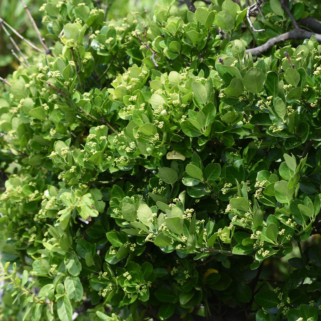 Euonymus japonicus - Fusain du Japon