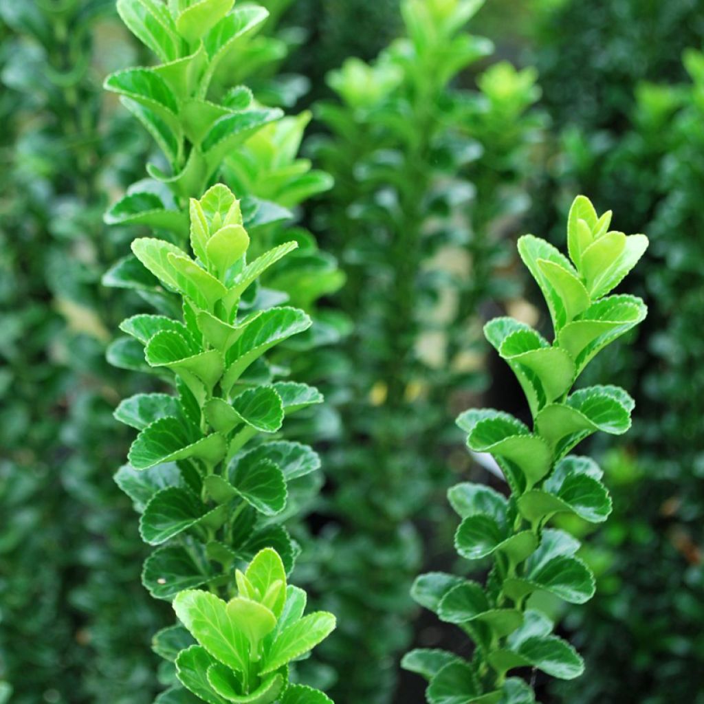 Evónimo japonicus Green Rocket - Euonymus japonicus