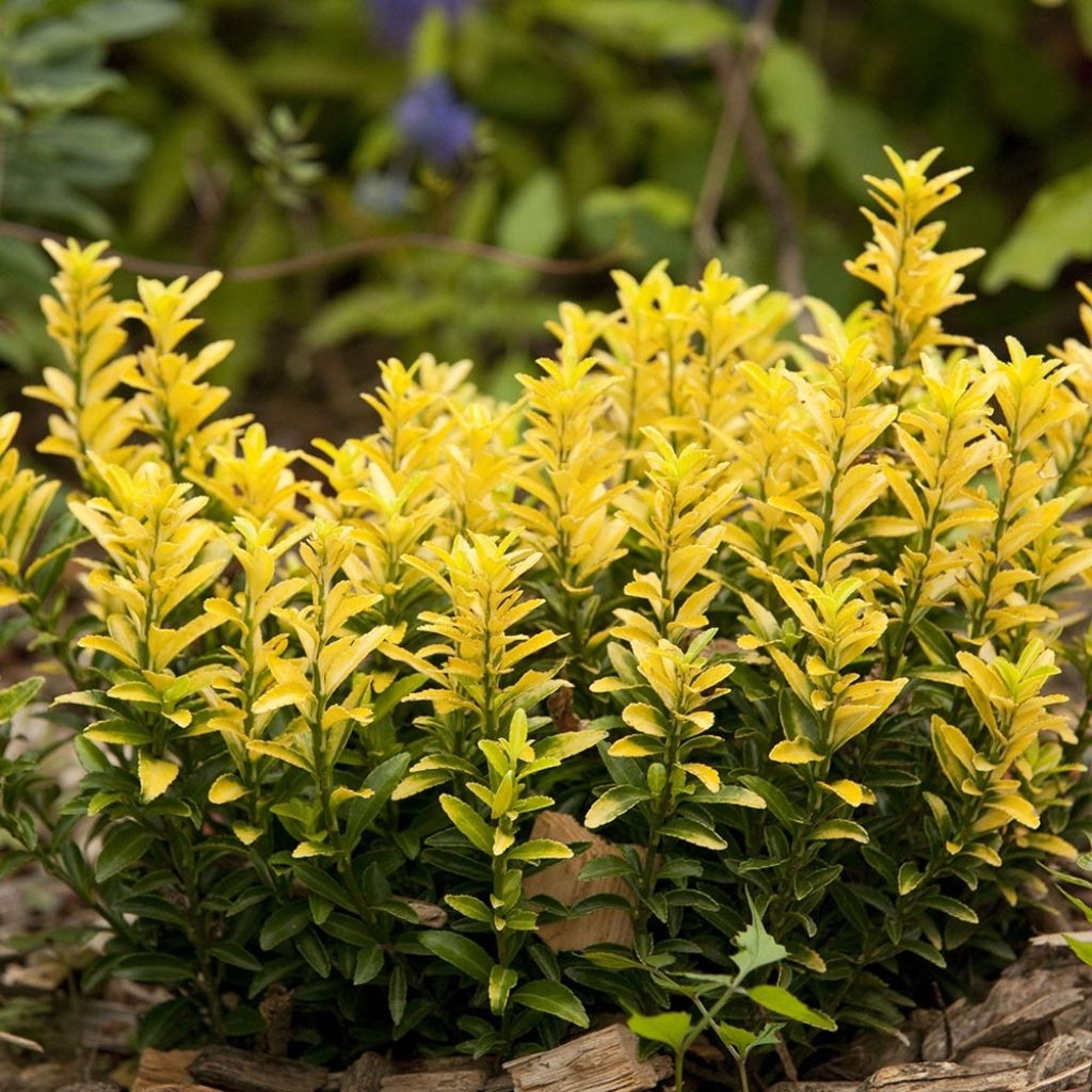 Euonymus japonicus Happiness - Fusain du Japon nain