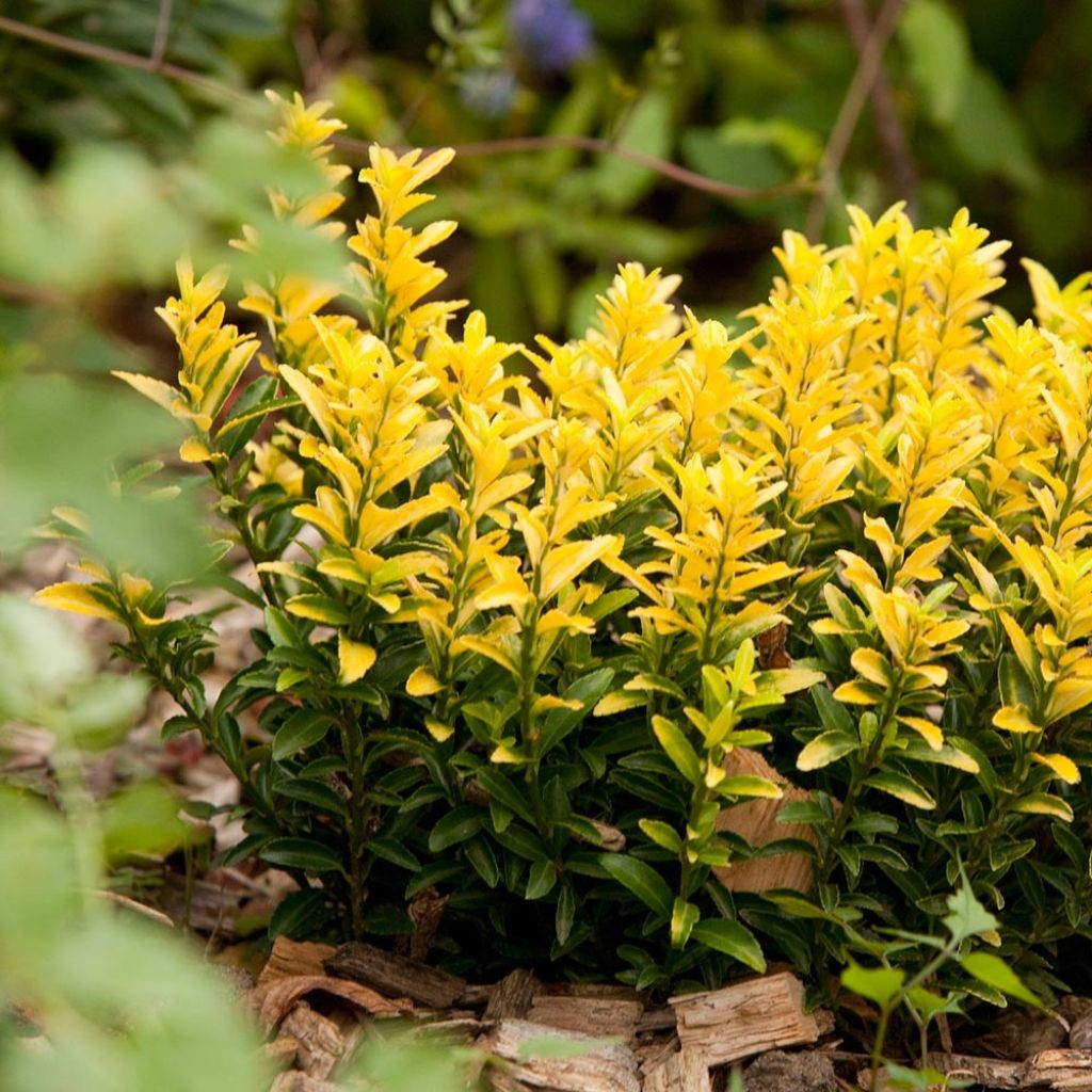 Euonymus japonicus Happiness - Fusain du Japon nain