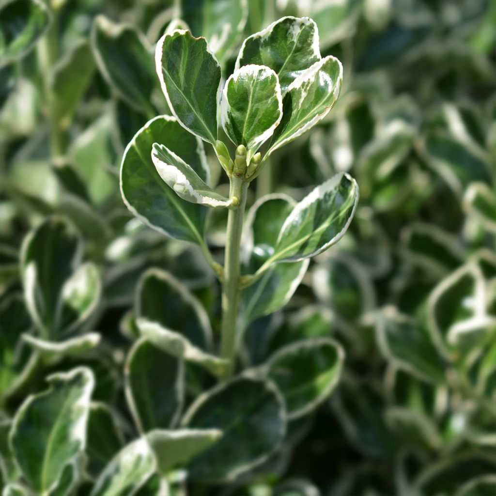 Euonymus japonicus Louisette - Fusain du Japon