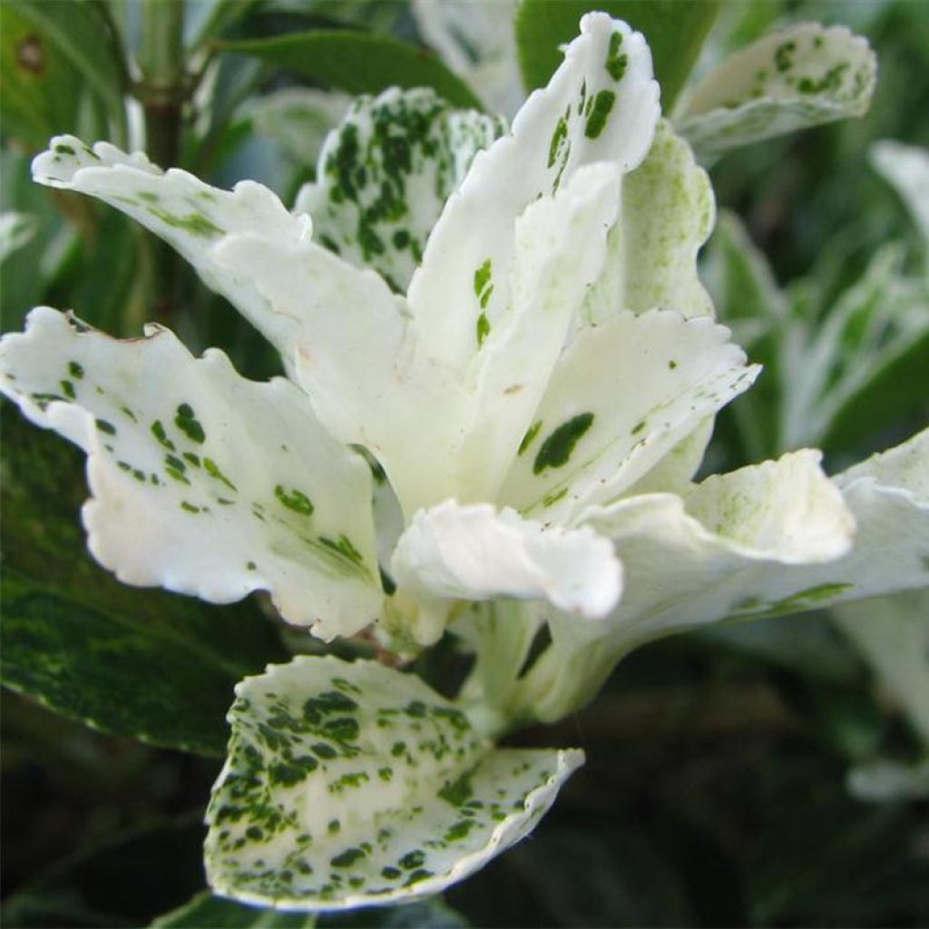 Euonymus japonicus Pierrolino ® - Fusain du Japon nain