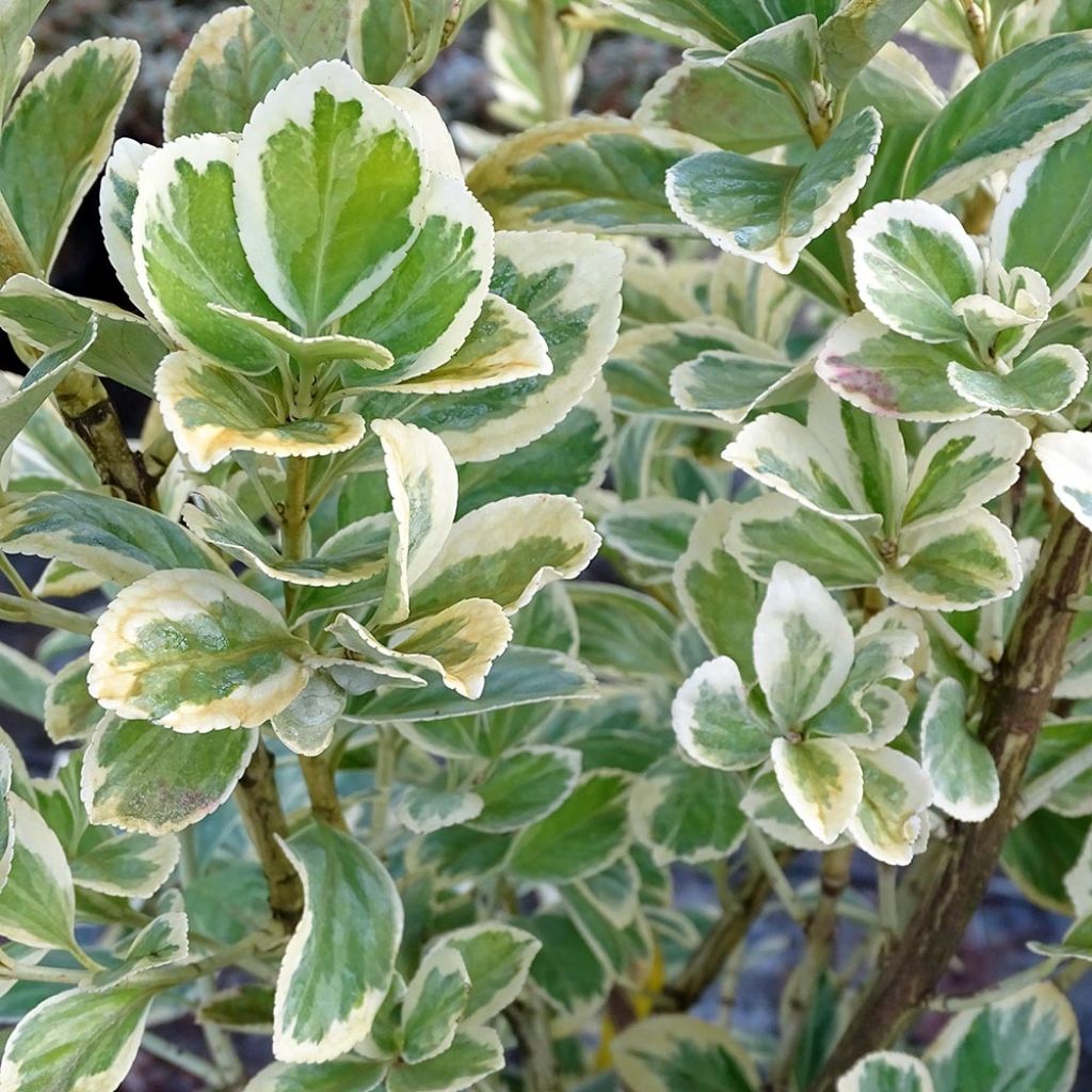 Euonymus japonicus Président Gauthier - Fusain du Japon