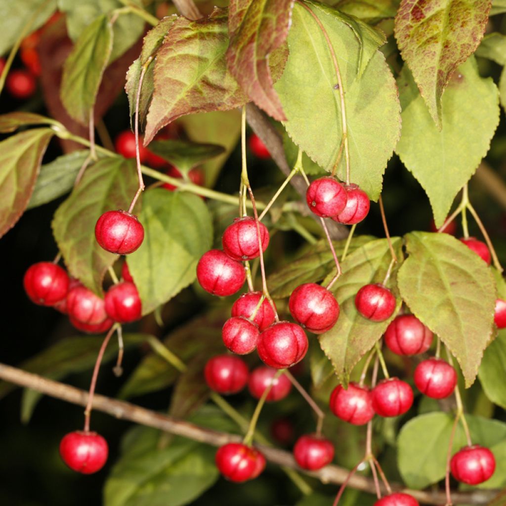 Euonymus oxyphyllus - Evónimo