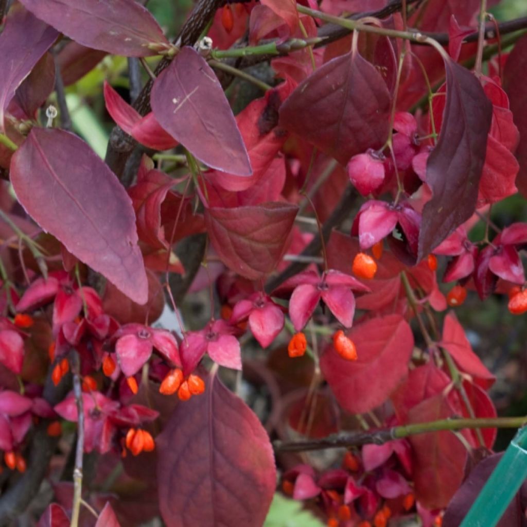 Euonymus planipes - Evónimo