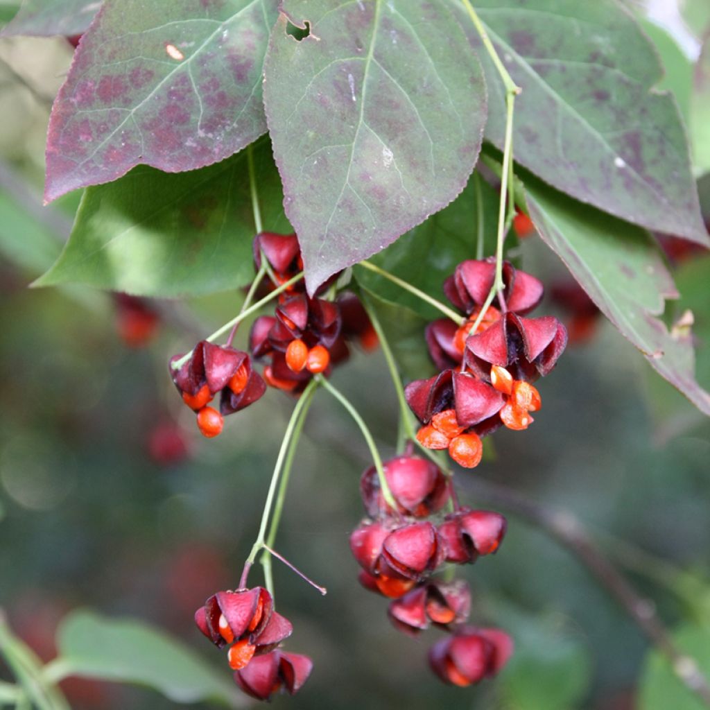 Euonymus planipes - Evónimo