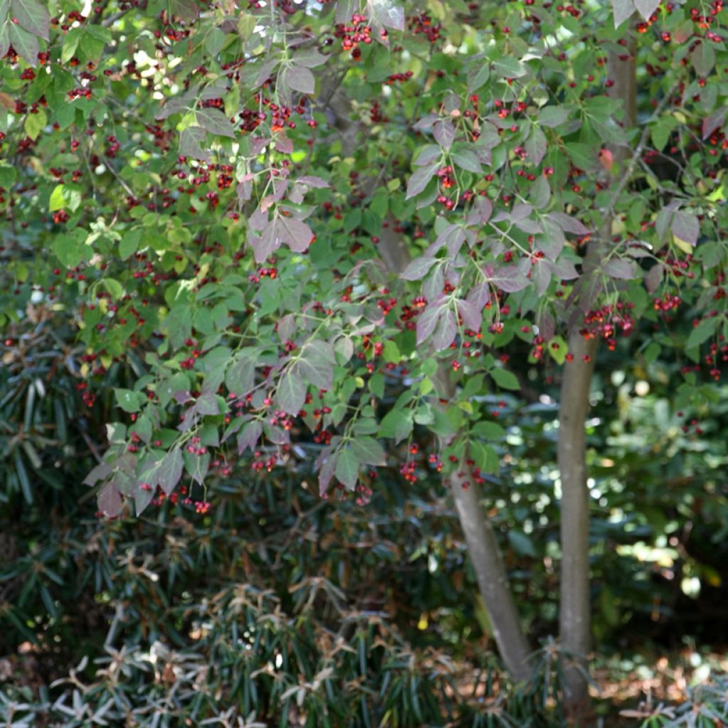 Euonymus planipes - Evónimo