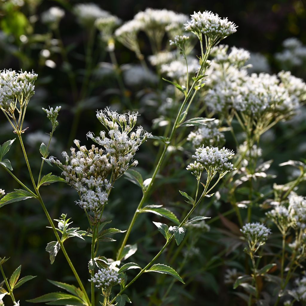 Eupatorium fistulosum Bartered Bride