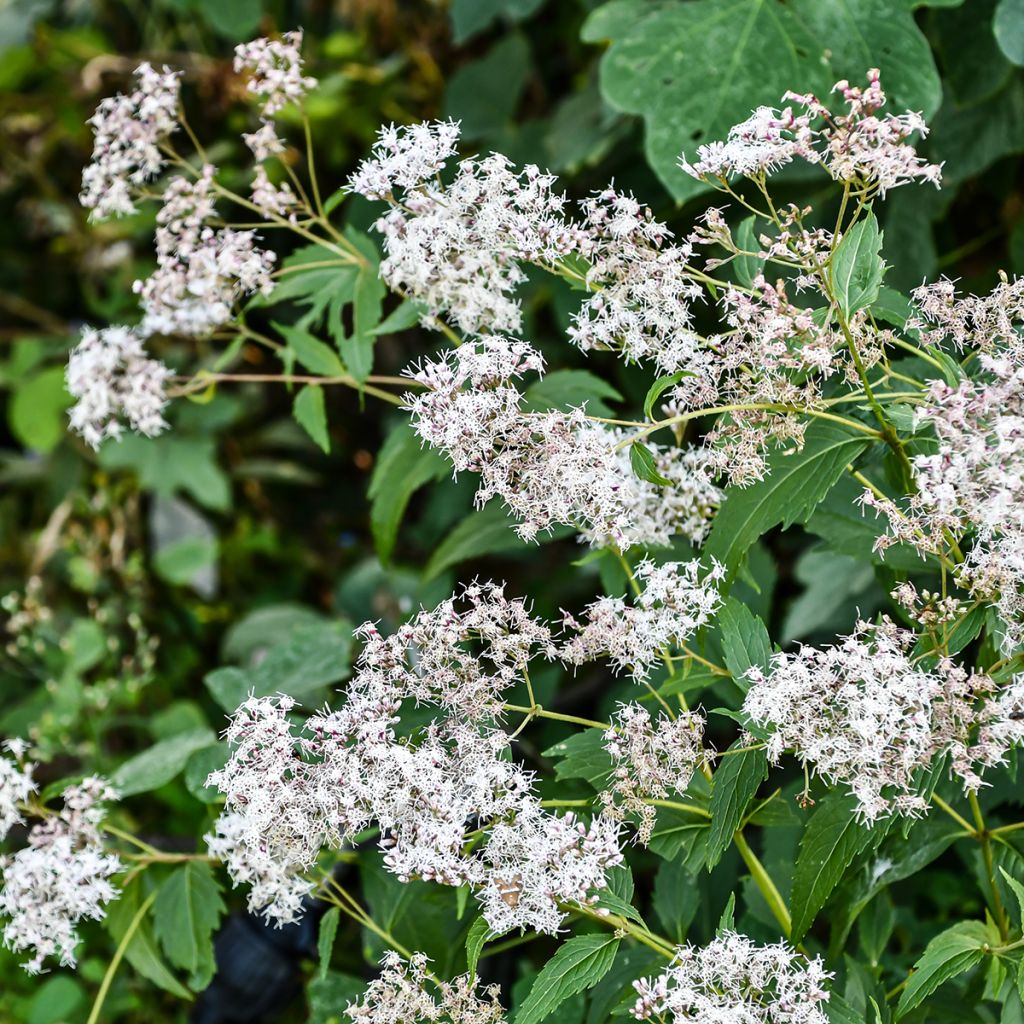 Eupatorium fistulosum Bartered Bride