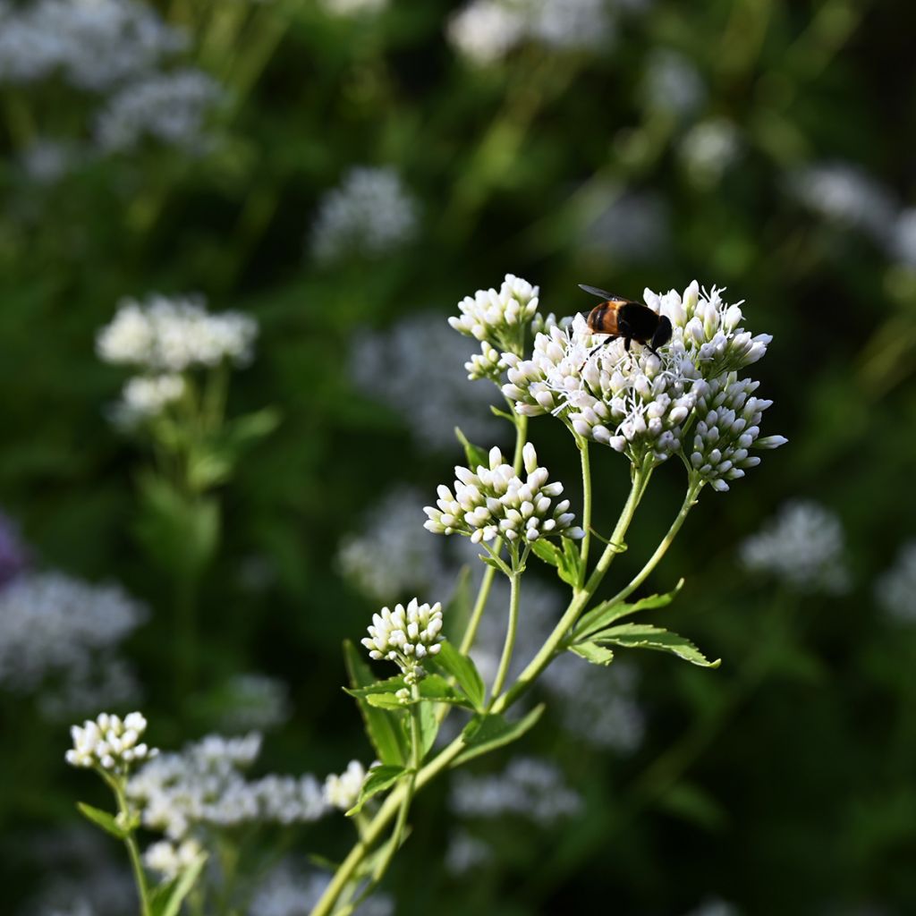 Eupatorium fistulosum Bartered Bride