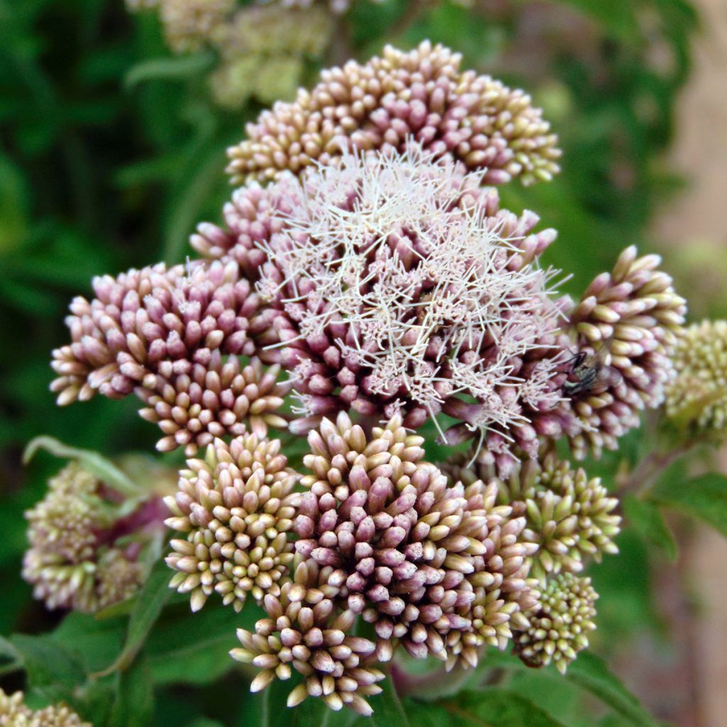 Eupatorium cannabinum Plenum - Eupatoire