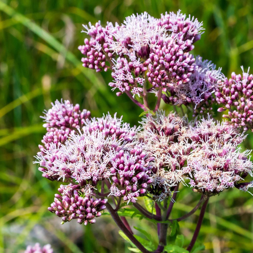 Eupatorium canabinum Plenum