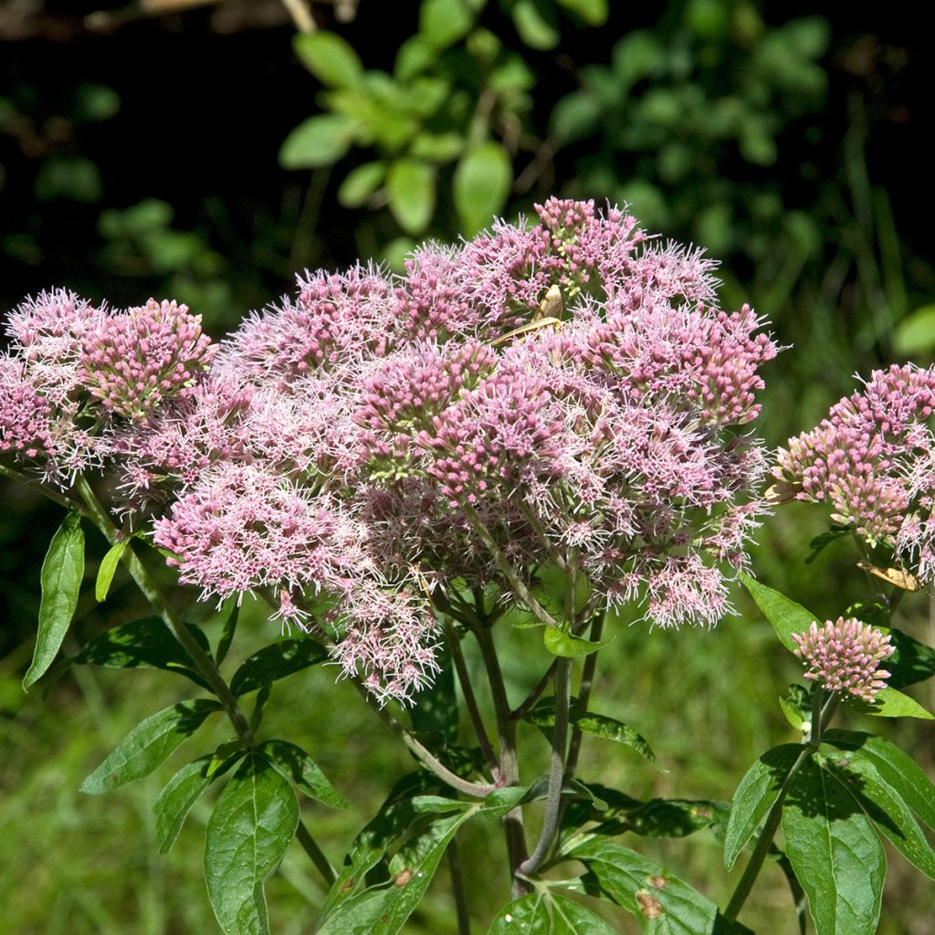 Eupatorium canabinum Plenum