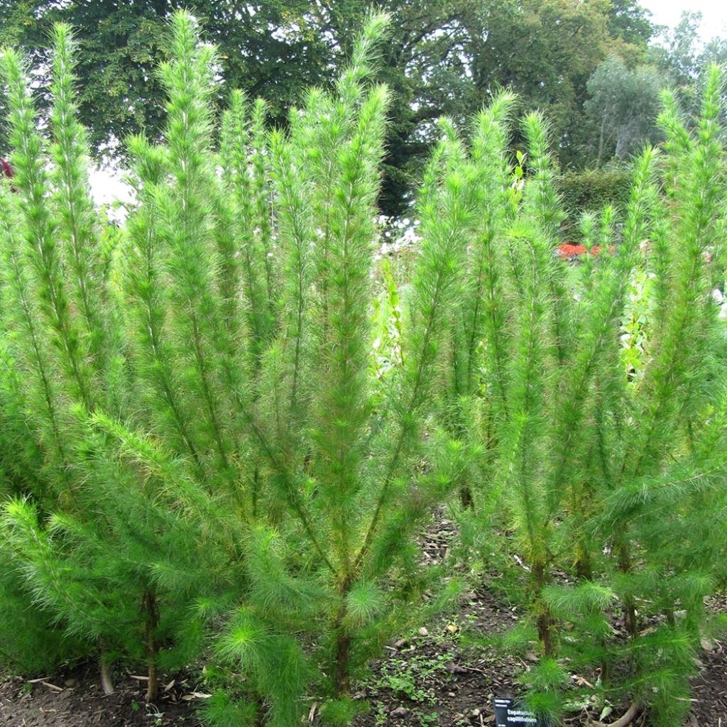 Eupatorium Elegant Plume - Eupatoire