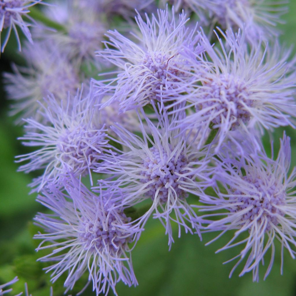 Eupatorium coelestinum, Eupatoire