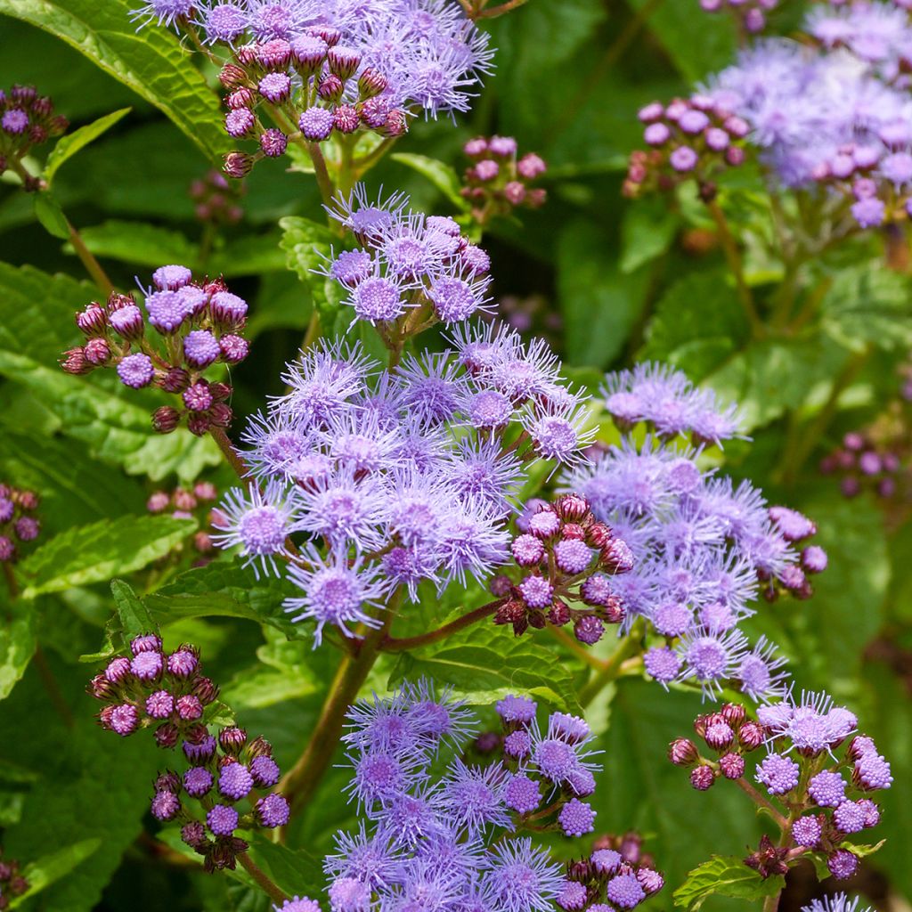 Eupatorium coelestinum