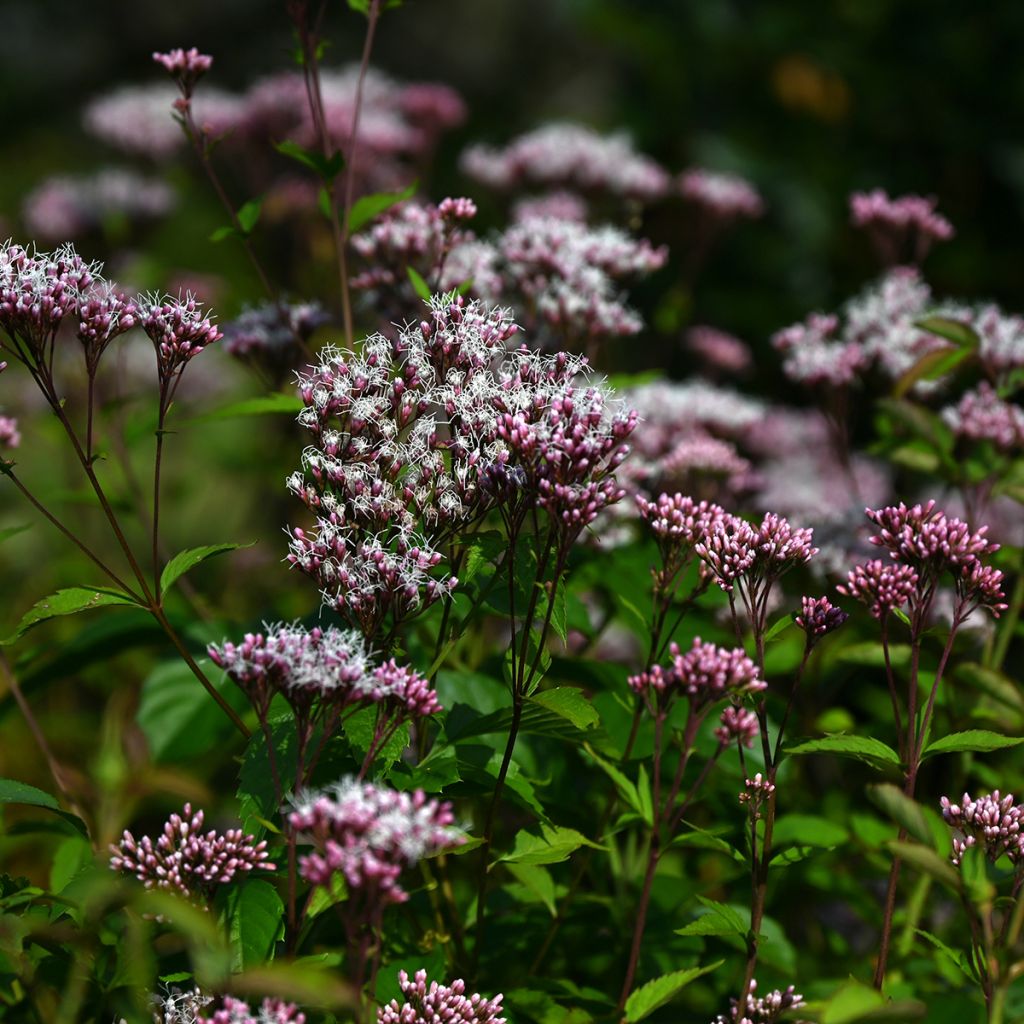 Eupatorium fistulosum Atropurpureum