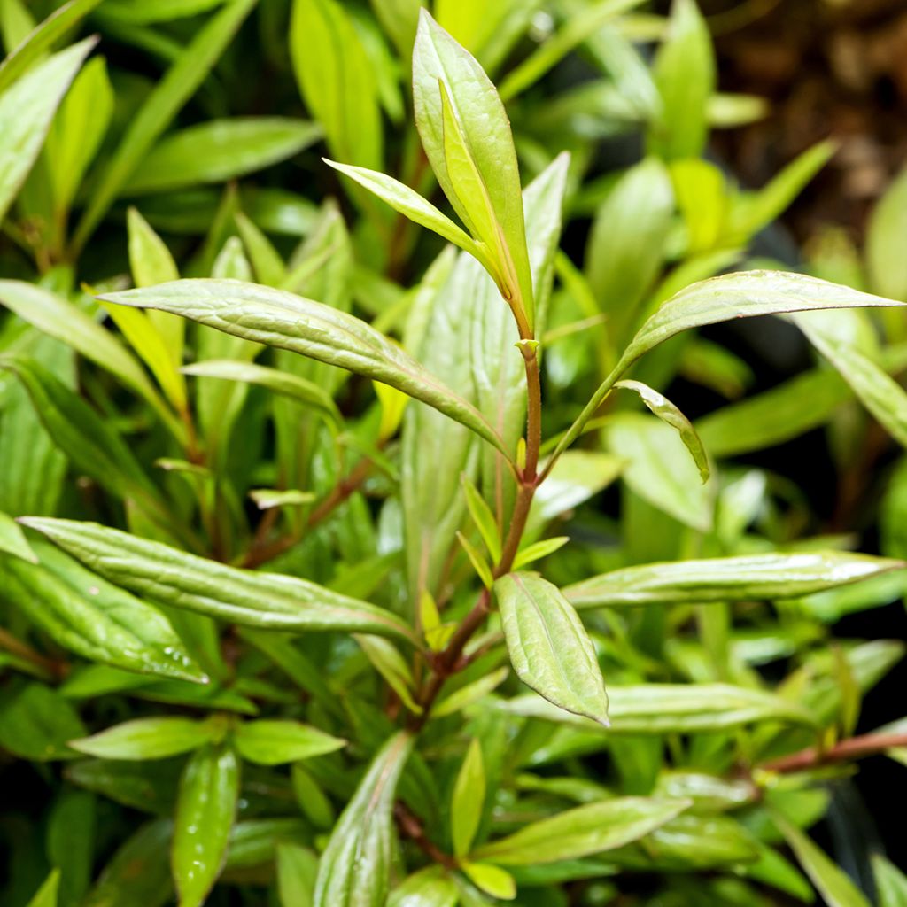 Eupatorium fortunei