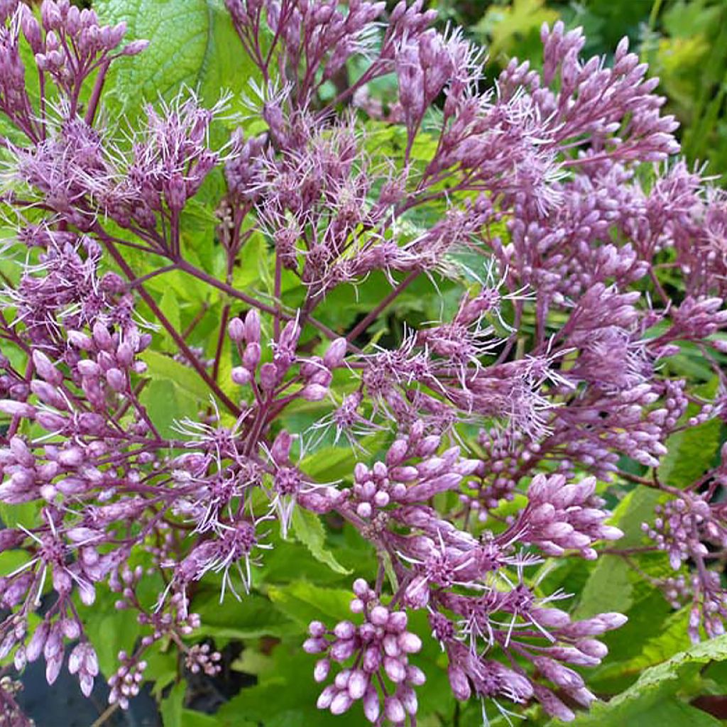 Eupatorium Baby Joe