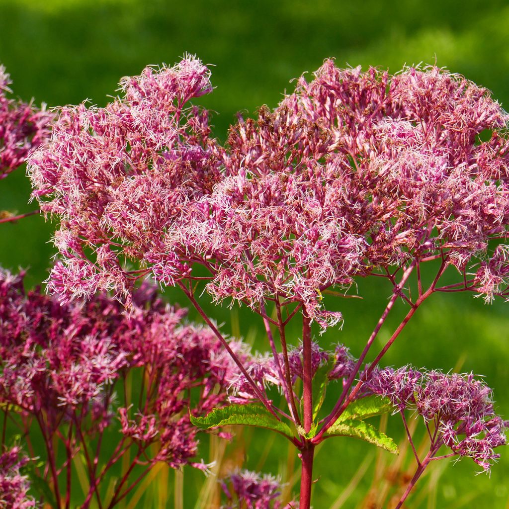 Eupatorium maculatum Atropurpureum